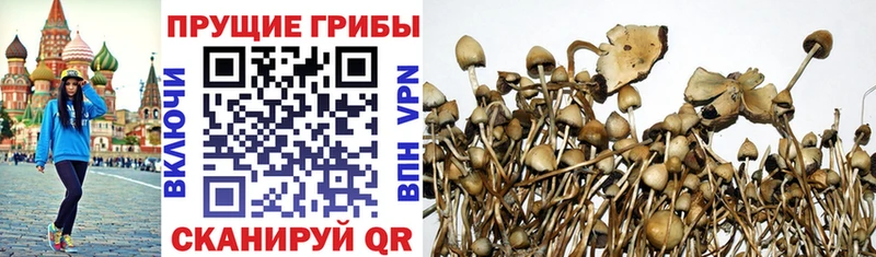 kraken ССЫЛКА Воронеж Псилоцибиновые грибы Cubensis как найти закладки